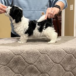 Havanese Puppies from Cralyn's