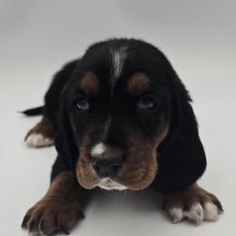 Yellow Collar - Black brown and white male Basset Hound puppy in Snow Camp, North Carolina from V's Southern Angels