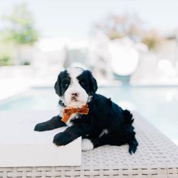 Sky - Tri-color female Bernedoodle puppy in Murray, Utah from Sun Valley Doodles