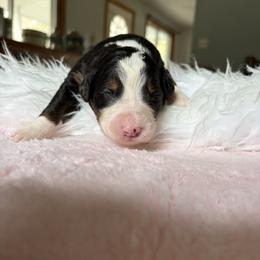 June - female Aussiedoodle puppy in Rochester, Massachusetts from Harmony Hill Doodles