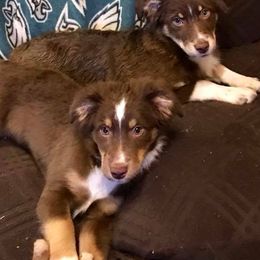 Miniature American Shepherds from South Jersey Mini Aussie