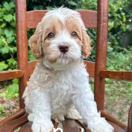 Winnie The Pooh - Cream male Australian Labradoodle puppy in Eastover, North Carolina from Joyful Hearts Australian Labradoodles
