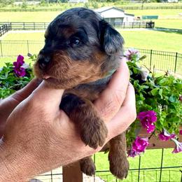 Orion - Blue merle male Bernedoodle puppy in Rock Hill, South Carolina from LolliPop Farms