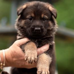 Ziva - Sable female German Shepherd puppy in Berwick, Maine from Vom Rindahaus Shepherds