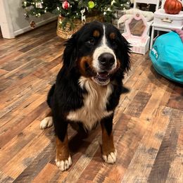 Bean - Bernese Mountain Dog