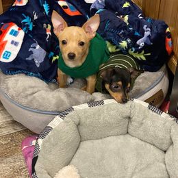 Chihuahua Puppies from Grandbaby Chihuahuas