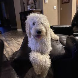 Holly - Goldendoodle