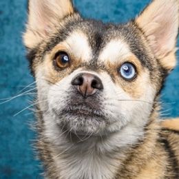 Pomskies from 307 Pomskys