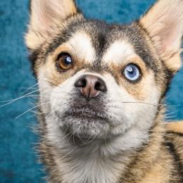 Pomskies from 307 Pomskys