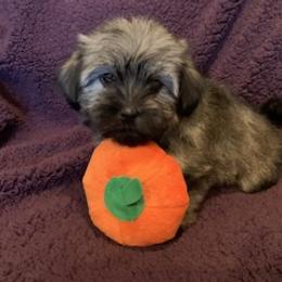 Havanese Puppies from Happy Tail Companions
