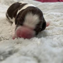 Mayonnaise - Liver and white English Springer Spaniel puppy in Salem, Oregon from Ivy Hill English Springer Spaniels