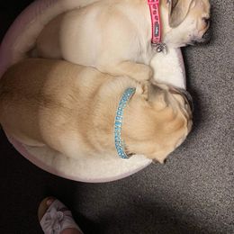 Pug Puppies from House of Briggs Pugs