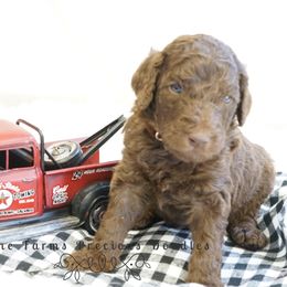Goldendoodle and Sheepadoodle Puppies from The Farms Precious Doodles