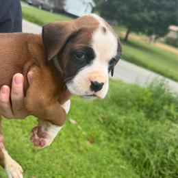 Snicker - Fawn male Boxer puppy in Louisville, Kentucky from Nelson’s Fancy Frenchies and Bulldogs