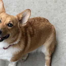 Cardigan Welsh Corgis and Pembroke Welsh Corgis from All Star Corgis