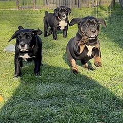 Mountain Cur Puppies from Walnut Ridge Mountain Curs