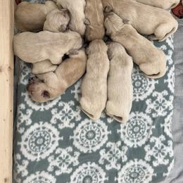 Golden Retriever Puppies from Wise Goldens