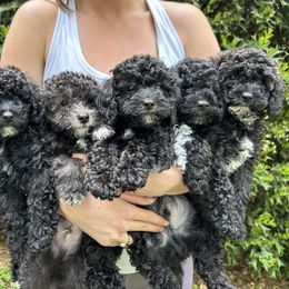 Goldendoodle Puppies from Our Darling Doodles