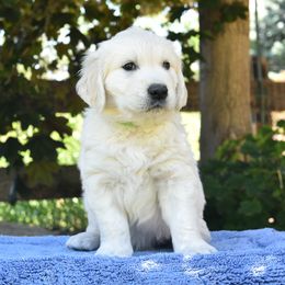 Golden Retriever Puppies from MYSnowAngels