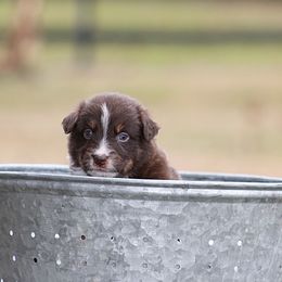 Moody - Red tri-color male Australian Shepherd puppy in Springville, Alabama from Cross Creek Aussies