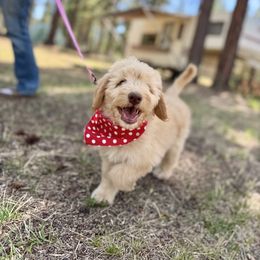 Pooh Bear XL Bernedoodle - Red female Bernedoodle puppy in Lookout, California from Remington Kennels, LLC