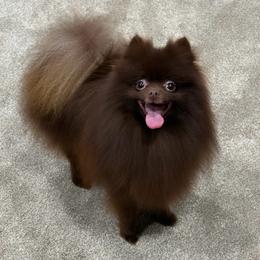 Willy AKC - Chocolate male Pomeranian puppy in Princeton, New Jersey from PureLove Poms.