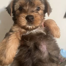 Lucy - Merle female Yorkipoo puppy in Shelby, North Carolina from Precious pups dynasty kennel