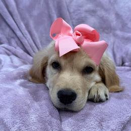 Cupid:Dark pink collar - Golden female Golden Retriever puppy in Monterey, Tennessee from Lawson’s Green Acres Goldens and Mini Dachshunds