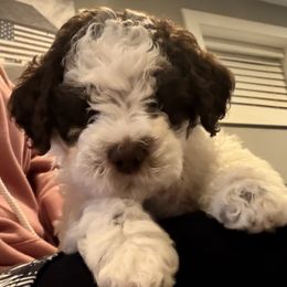 Hearth - White female Lagotto Romagnolo puppy in Lubbock, Texas from Tesoro Riccio