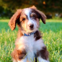 Versace - Red phantom female Aussiedoodle puppy in Decatur, Illinois from Signature Doodles
