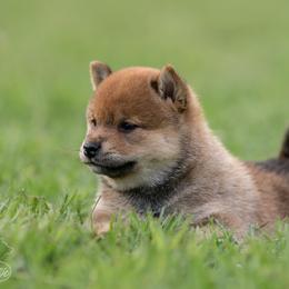 Shiba Inu Puppies from Evenfalls Shiba Inu