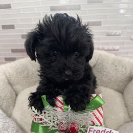 Poodle, Yorkipoo, and Yorkshire Terrier Puppies from Star Catcher Pups