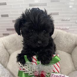 Poodle, Yorkipoo, and Yorkshire Terrier Puppies from Star Catcher Pups