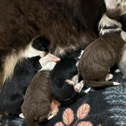 Sally - Red tri-color female Australian Shepherd puppy in Fredericksburg, Virginia from Cooper Ridge Aussies