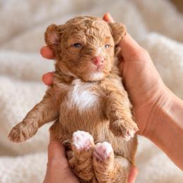 Laurel - Merle female Goldendoodle puppy in Millville, California from Hope Lane Kennels