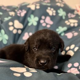 Blue Collar - Black male Labrador Retriever puppy in Somerset, California from Cantina Labs and Cavs