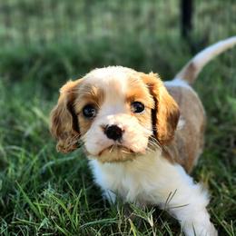 Nutmeg - Blenheim female Cavalier King Charles Spaniel puppy in Marshfield, Missouri from Puppyloversplace