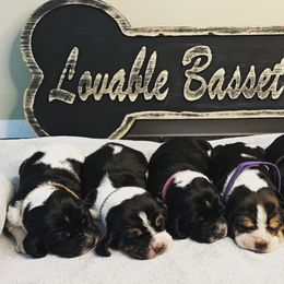 Basset Hounds from Lovable Basset Hounds