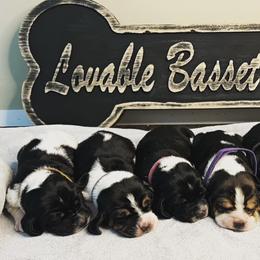 Basset Hounds from Lovable Basset Hounds