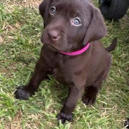 Prudence, magenta collar - Chocolate female Labrador Retriever puppy in Longmont, Colorado from Cornwell Labradors