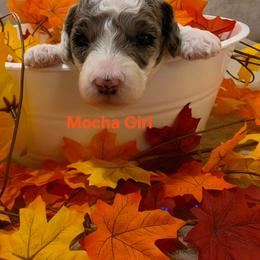 Mocha - Parti female Goldendoodle puppy in Orange Park, Florida from Evergrace Farm Doodles