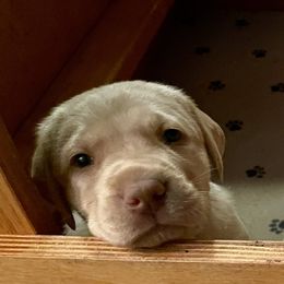 Dachshund and Labrador Retriever Puppies from Honeydew Ranch