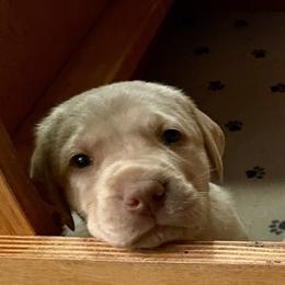 Dachshund and Labrador Retriever Puppies from Honeydew Ranch
