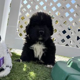 Newfoundland Puppies from Knallhart Kennels