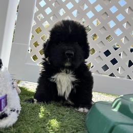 Newfoundland Puppies from Knallhart Kennels