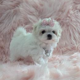 Snow White - White and lemon female Maltese puppy in Eureka, California from Bratpack Babydolls