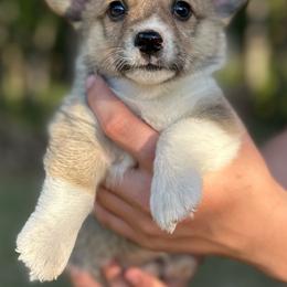 Poppy - Sable female Pembroke Welsh Corgi puppy in Rolla, Missouri from 4A Corgis