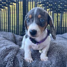 Curly - Dapple male Dachshund puppy in Choccolocco, Alabama from Ace’s Doxies