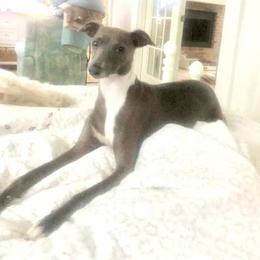 Luna - Italian Greyhound
