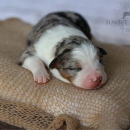 Boy 1 - Blue merle male Australian Shepherd puppy in Athens, Alabama from SunSet Ranch Aussies